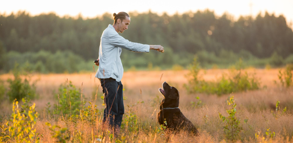 Dog Training