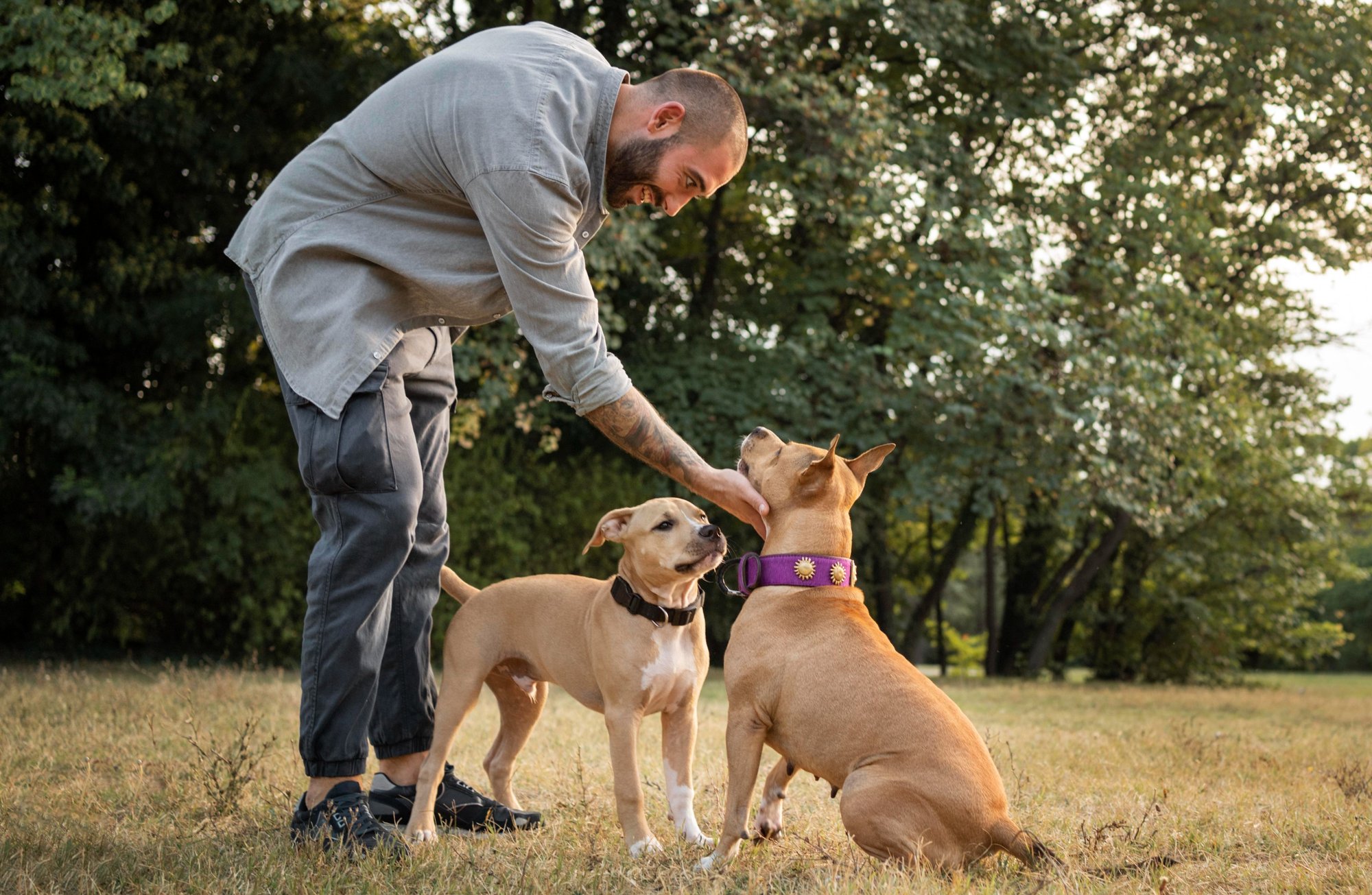 man-training-his-pitbull-dogs